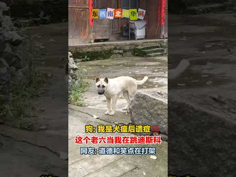 狗: 我是犬瘟后遗症，这个老六当我在跳舞 thumbnail