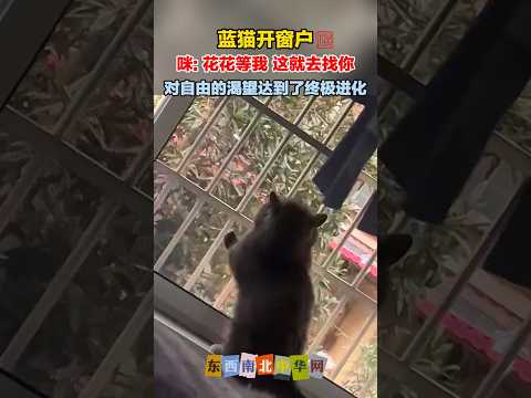 猫咪：我有的是力气和手段！ thumbnail
