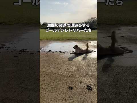 絶望する飼い主と笑顔が弾けてしょうがないゴールデンレトリバーのコントラスト #ゴールデンレトリバー #大型犬 #泥遊び #shorts thumbnail