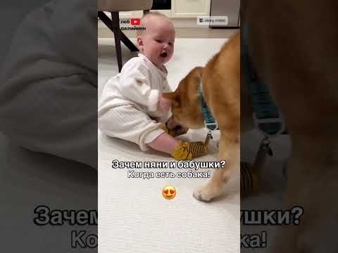 Пёс Заменил Няню 😂 thumbnail