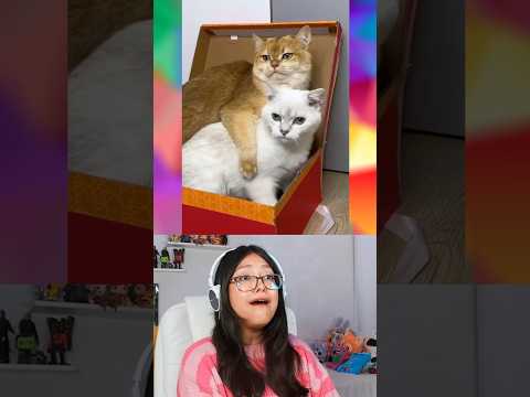 GATITA TRISTE POR PERDER A SU MEJOR AMIGA @PrincessNikacat #curiosidades #humor thumbnail