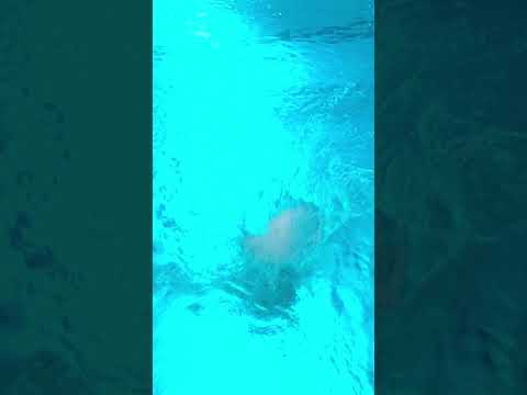 Diving thumbnail