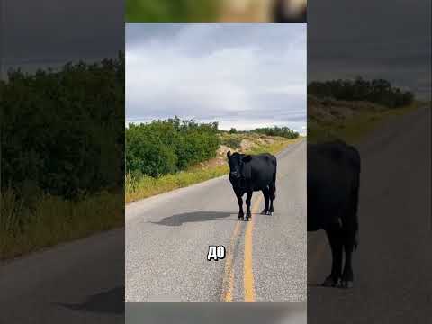 Обычный прохожий спас тонущего маленького ТЕЛЕНКА🐮❤️💦 thumbnail