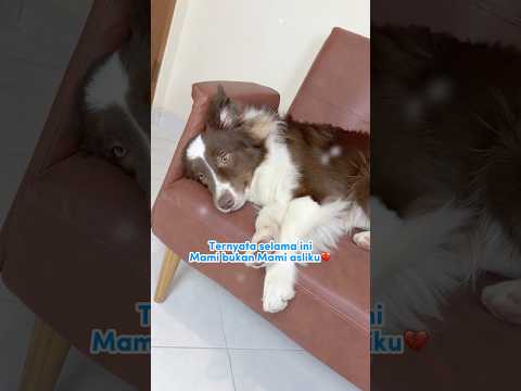 ANABUL BARU TAU DIA DI ADOPSI… REAKSI RAIDEN BIKIN SEDIH💔😭 #shorts #anjinglucu thumbnail