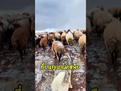 แกะไปอยู่บนเขาพร้อมกันหลายหมื่นตัวเพราะ thumbnail