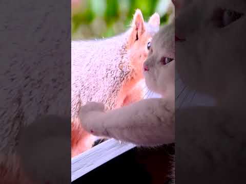 Curious paws? MSI's latest QD-OLED monitors with DarkArmor Film cover you 🐾 thumbnail