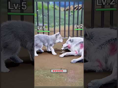?? الذئب الصغير خاطر بحياته ليطعم أمه الجائعة! ?? #shorts #viralvideo thumbnail