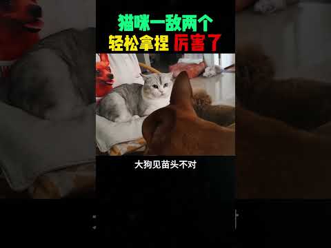 猫咪一敌两个，轻松拿捏，厉害了 #熱門 #搞笑 #大熱門 #精彩影视 #感人壹幕 #funny #寵物友善日常 #automobile #影視解説 #影视聚焦 thumbnail