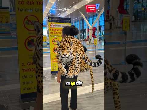 Người này mang cả báo đốm lên máy bay ?? ? #shorts thumbnail