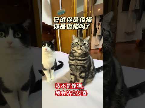 我不是傻猫，我会站立讨喜 #cat #喵哥是萌新 #貓咪日常 thumbnail