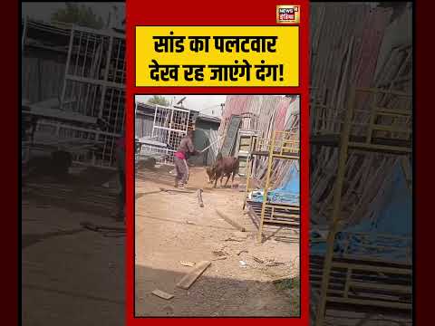सांड का पलटवार देख रह जाएंगे दंग! | #viralnews #viralvideo #shortvideo #shorts thumbnail