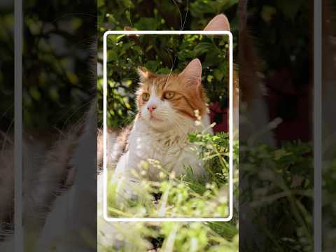I took a photo of a cafe cat and gave the photo to the owners ☺️ thumbnail