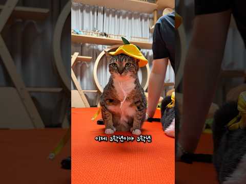 새학기 등교하는 고양이 thumbnail