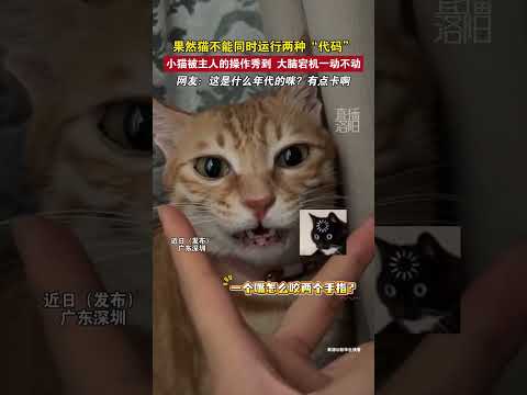 面对两种“代码”的小猫大脑宕机一动不动 #新闻 #共鸣 #大热门 thumbnail