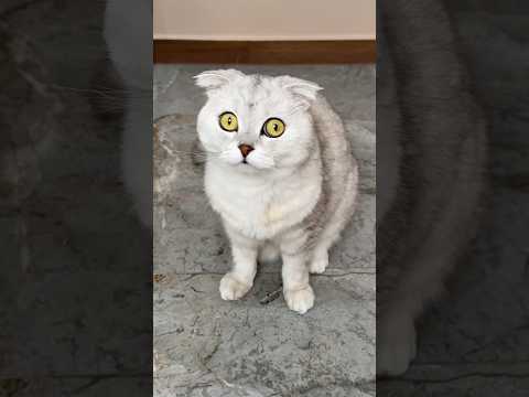 Sonya turned out to be innocent 🙀 #cats #cat thumbnail