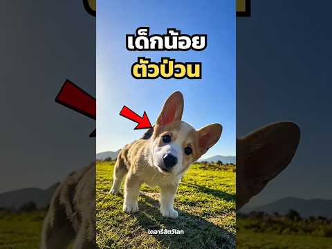 วัยเด็กของสัตว์บางชนิด น่ารักกว่าที่หลายคนคิด 🥺 thumbnail