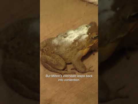 Cane Toad Race Chaos #canetoad #outback #shorts thumbnail