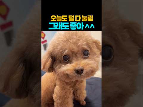 ❤️55만뷰❤️우리집 심장도둑~ 아고 이뽀라 ^^ #강아지 #댕댕이 #애견영상 thumbnail