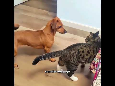 Bad Dog Tamed by Good Cat #pets #cute #funny #shorts thumbnail