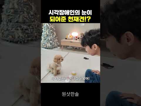 강아지가 한국말을 하게 되면 생기는 충격적인 일 thumbnail