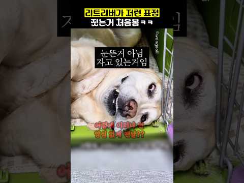 리트리버가 저런 표정 짓는거 처음봄ㅋㅋ thumbnail