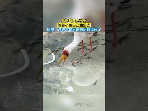 鳥把嘴放在水裡，等著小魚自己跑進去，網友：這種鳥是不是最後都餓死了 #大熱門 thumbnail