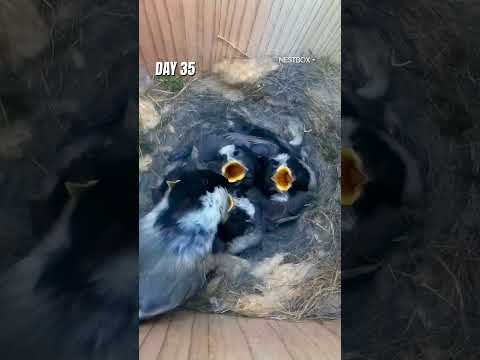 Chickadee Development Cycle ?? #shorts #birds #animals #wildlife #birdwatching thumbnail