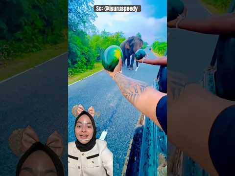 Gajah Makan SEMANGKA‼️ isuruspeedy thumbnail
