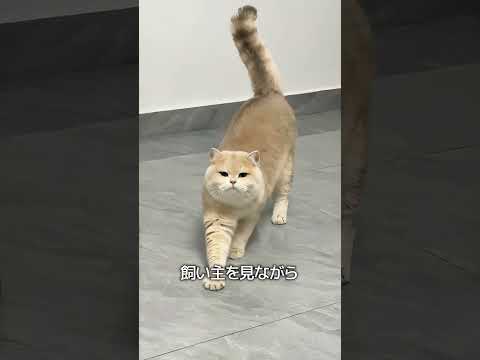 猫が飼い主を信頼しているときに見せる行動 thumbnail