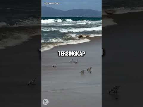 Burung Ini Kejar Kejaran Sama Ombak Pantai thumbnail