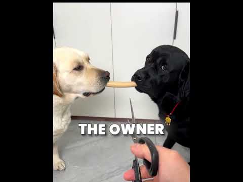 Black Lab Kept Getting Robbed By His Brother ??✂️ #dog thumbnail
