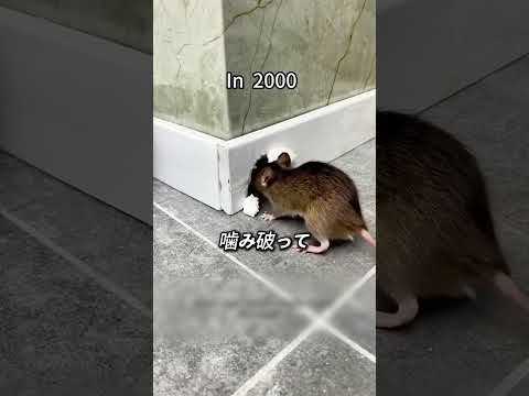 ネズミ穴を塞ぐ方法 thumbnail