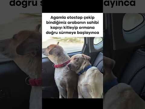 Abi niye tenha yollardan sürüyon 😔 thumbnail