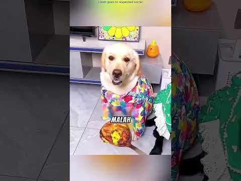 🐶 Sahabat Sejati! Anjing Ini Tidak Mau Makan Sendirian ❤️ #shortsviral thumbnail