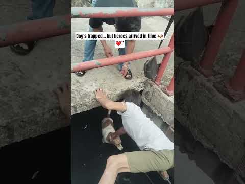 Brave Men Rescue Helpless Dog From Deep Drain ??#cutedog #adorabledog #amazingdogs thumbnail