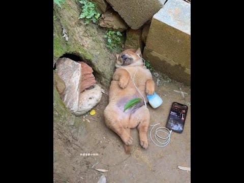 The little swine got drunk and milked the little milk dog, the pastoral dog, the Chinese pastoral d thumbnail