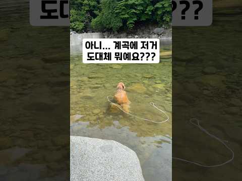 아니… 계곡에 저거 도대체 뭐예요??? thumbnail