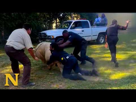 This Giant Pig Outsmarted the Police! thumbnail