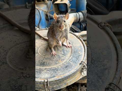วิธีไล่หนูที่ได้ผล 🐀 #ลุงมีของดี thumbnail