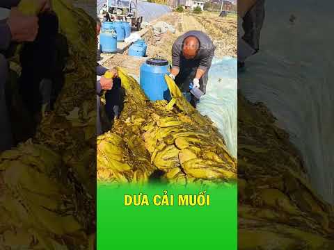 Cảnh muối dưa cải quy mô lớn khiến nhiều người bất ngờ thumbnail
