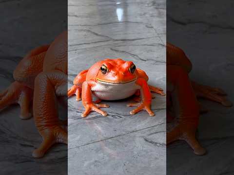 sir ka मेडक ? #mastikipaathsala #srindori09 #chameli #sir #frog, ￼￼￼ thumbnail