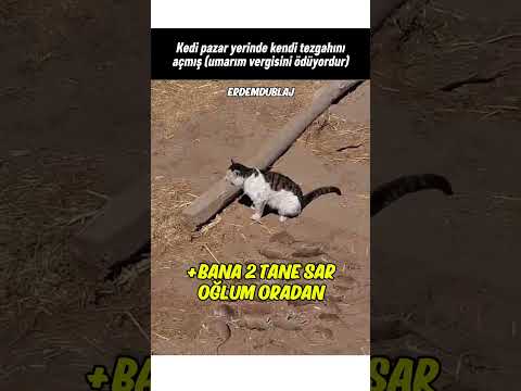 Fare Tezgahı Açan Kedi thumbnail