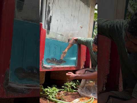 ഇത് വരെ ആരും കാണാത്ത മീൻ...? | rare snake head fishes | golden pulchra | red maru | rainbow bleheri thumbnail