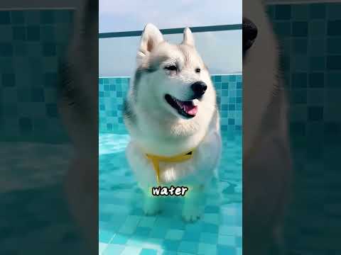 He Tested His Dogs in Water—Their Reactions Were Totally Different!  #usa thumbnail