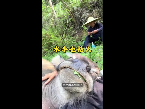 水牛偏愛泡水 性格溫順又通人性 thumbnail