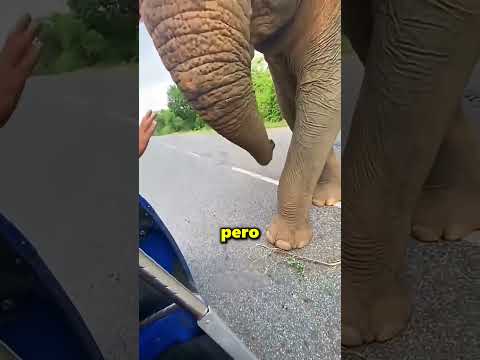 Este Elefante Guarda Las Sandías Para Sus Crías ?❤️ thumbnail