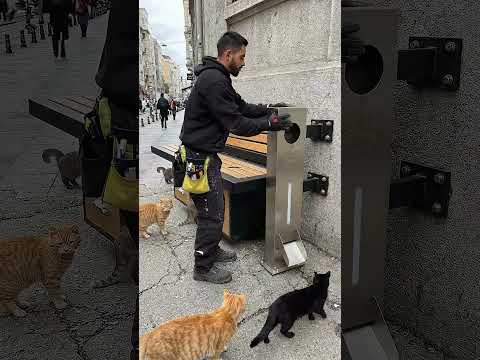 ✅ Turning Plastic Bottles Into Food for Street Cats ?♻️? #ecofriendly thumbnail