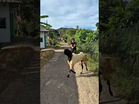 Mas preman bawa kabur kambing si doi #shorts #minivlog #comedy #bocilwargads #maspreman #sidoii thumbnail