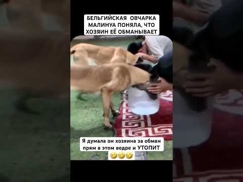 Как она ныряет в воду чтобы убедиться что ей ее кажется?❤️#рек#овчарка #собака#мотивация thumbnail