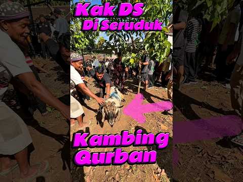 Kak DS di seruduk Kambing Qurban #comedy #minivlog #anakdesa #qurban #ngamuk thumbnail